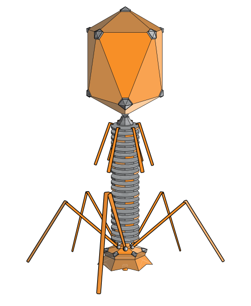491px-PhageExterior.svg.png