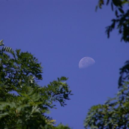 daytime_moon_430.jpg