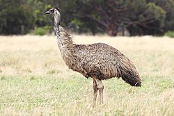 250px-Emu-wild.jpg