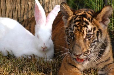 rabbit+n+tiger.jpg