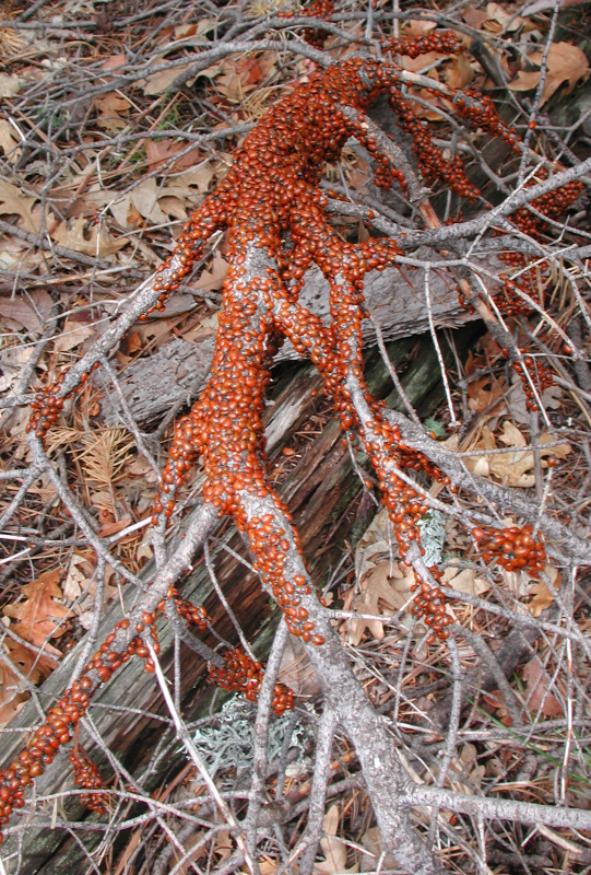 ladybugbranch.jpg