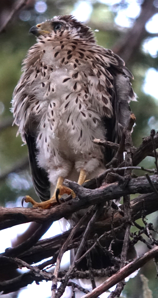 coopers_hawks_2018_07_11a.jpg