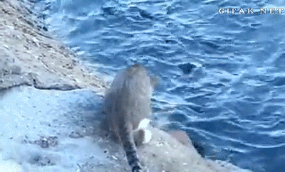 11.gif