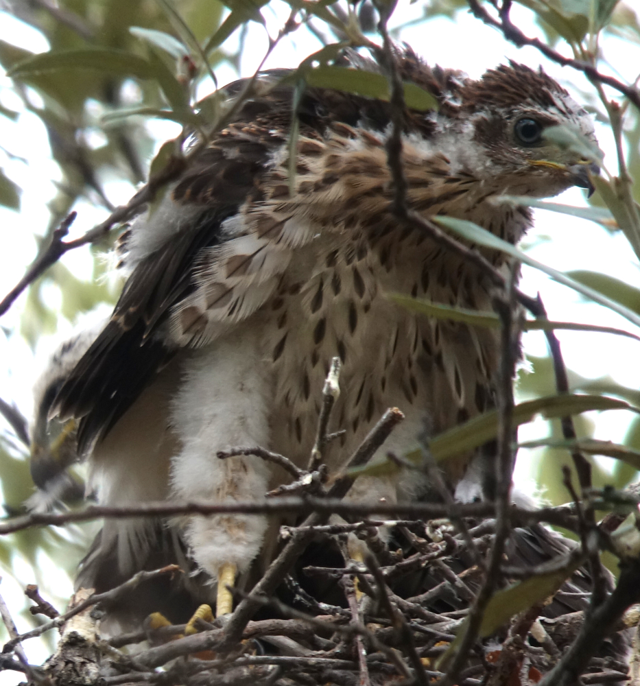 coopers_hawks_2018_07_10h.jpg