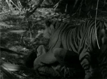 jungle-jim-tiger.jpg
