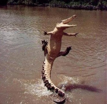 aligator_jumping_in_air.jpg