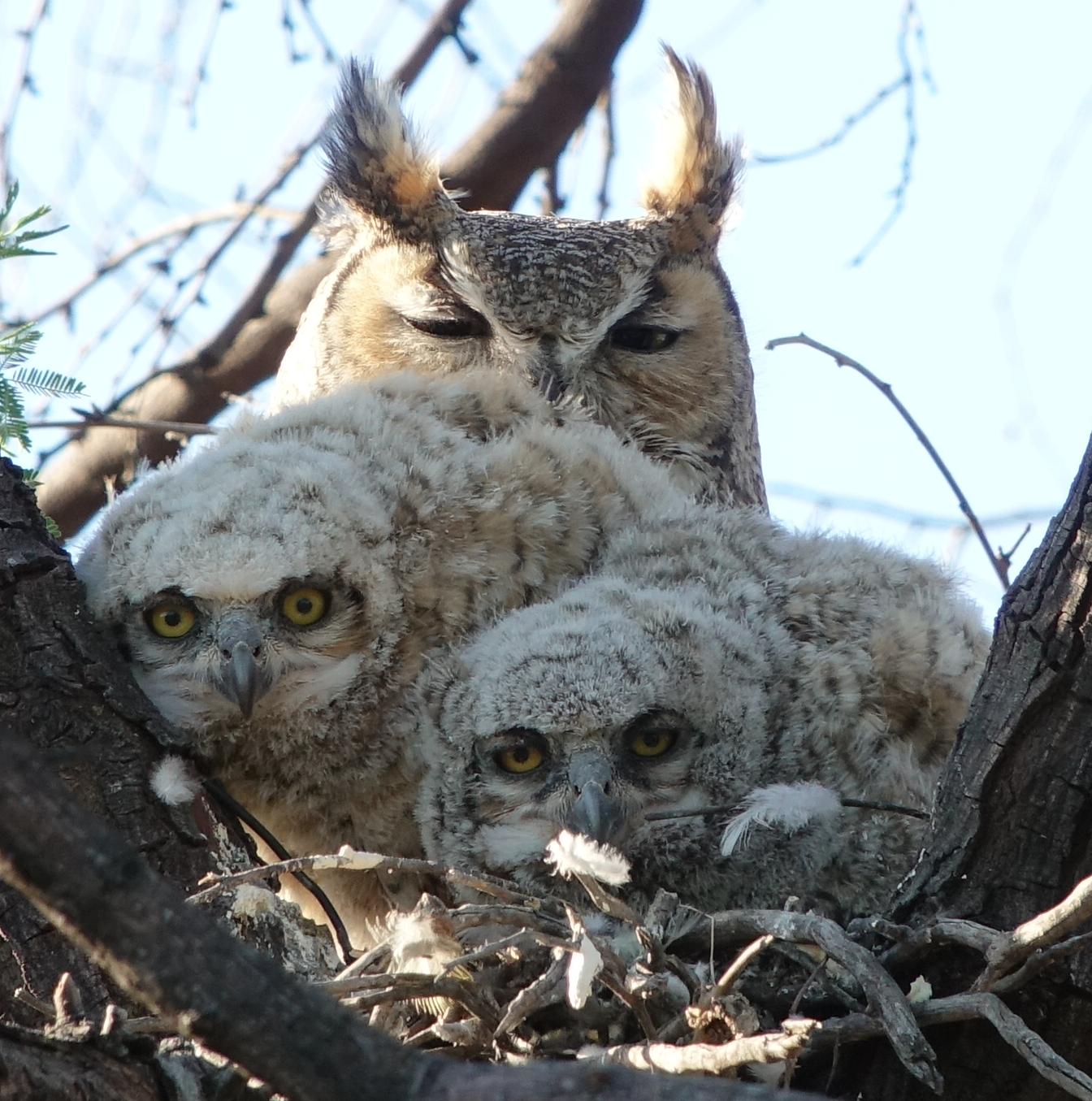 ghowls_2018_04_25b.jpg
