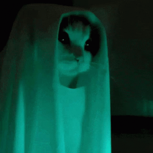 ghost-cat.gif