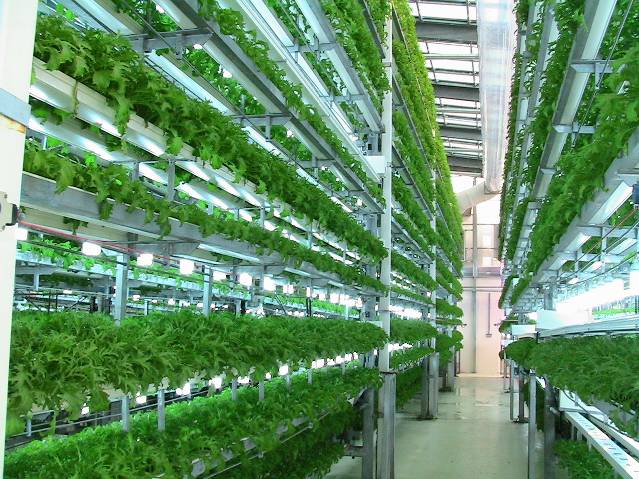 view-of-hydroponics-rgs-machines.jpg