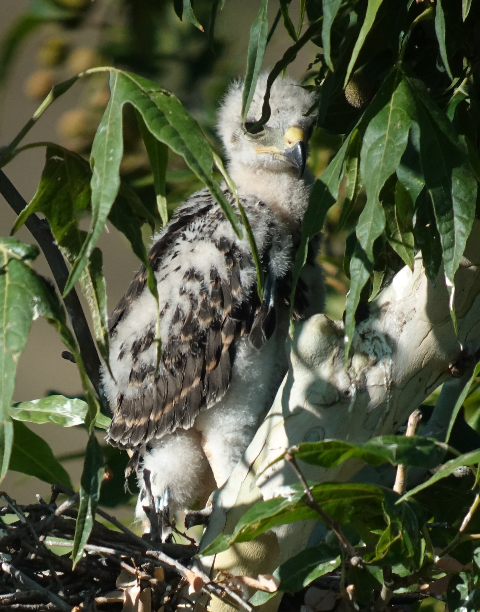 gray_hawk_2019_06_23a.jpg
