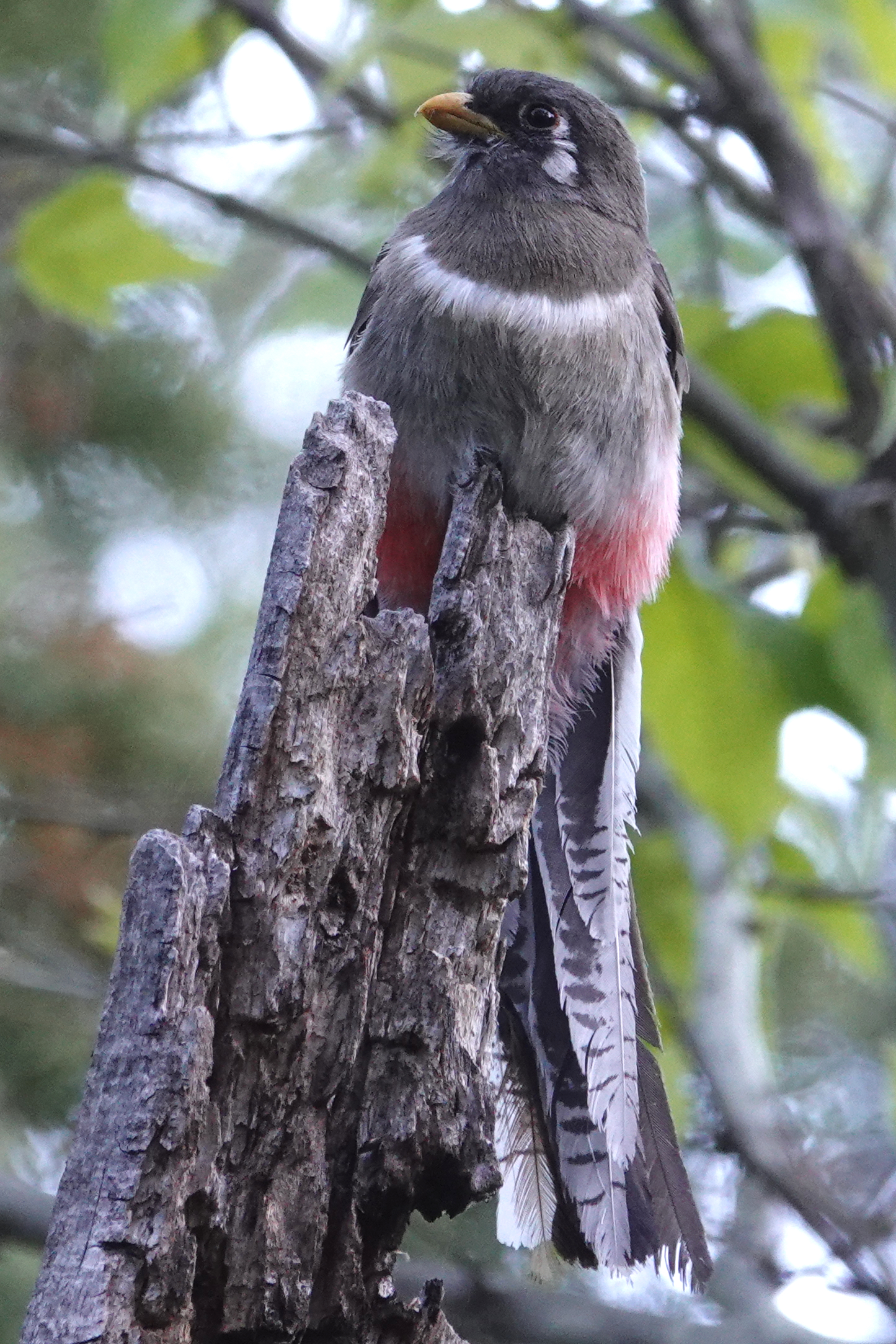 trogon_female.JPG