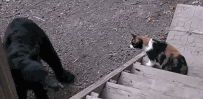 tumblr_muay3xTj141qbyxr0o1_400.gif