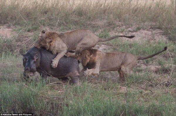 lion-hunt-hippo7.jpg