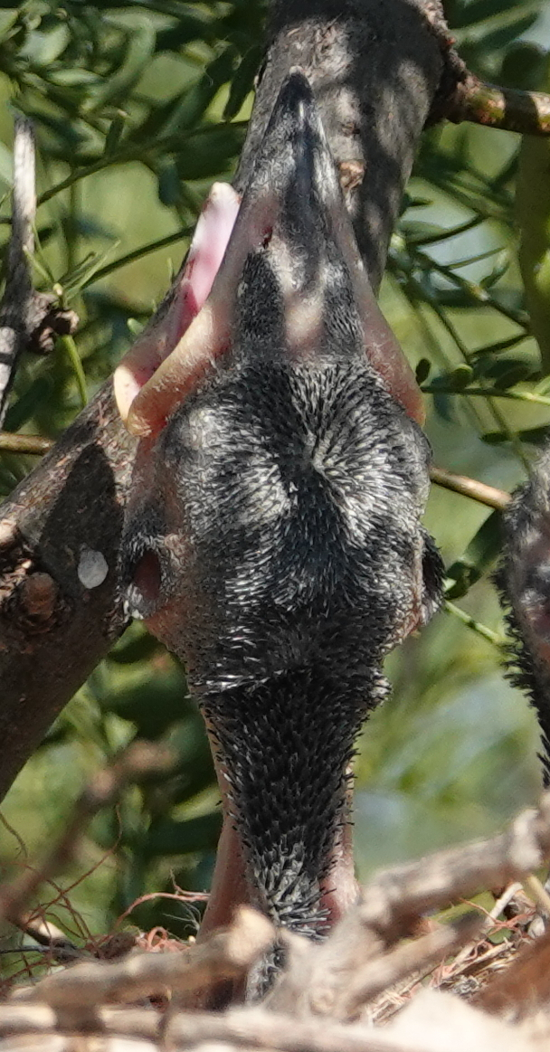 ravens_2019_07_09c.JPG