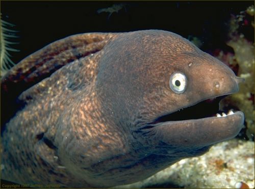Bad-Joke-Eel.jpg