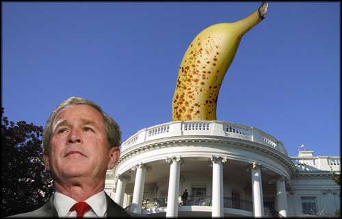 bush_banana_1.jpg