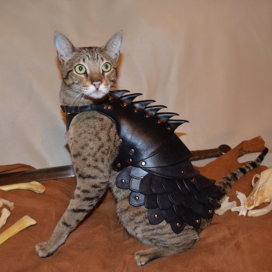 cat-battle-armor.jpg