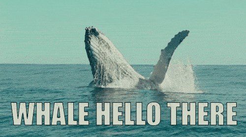 tumblr_o5vqdbAPE31tpri36o1_500.gif