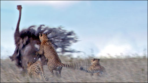 _46532671_ostrich_512.jpg