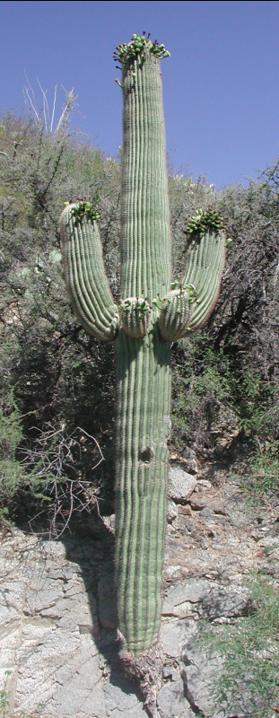 canyonmother.jpg