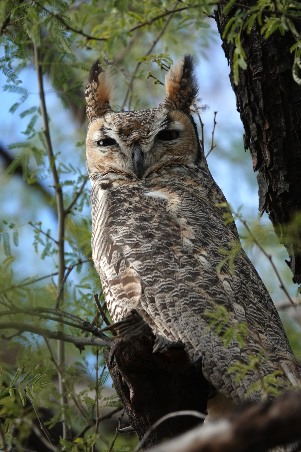ghowl_town_f_2019_01_30.jpg