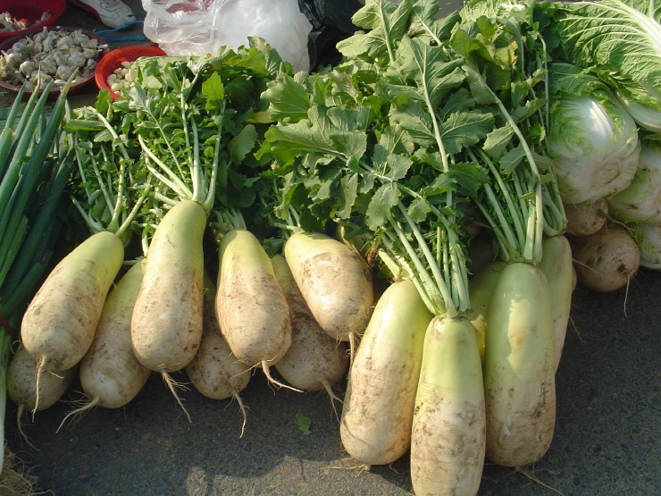 Korean_radish_%28mu%29.jpg