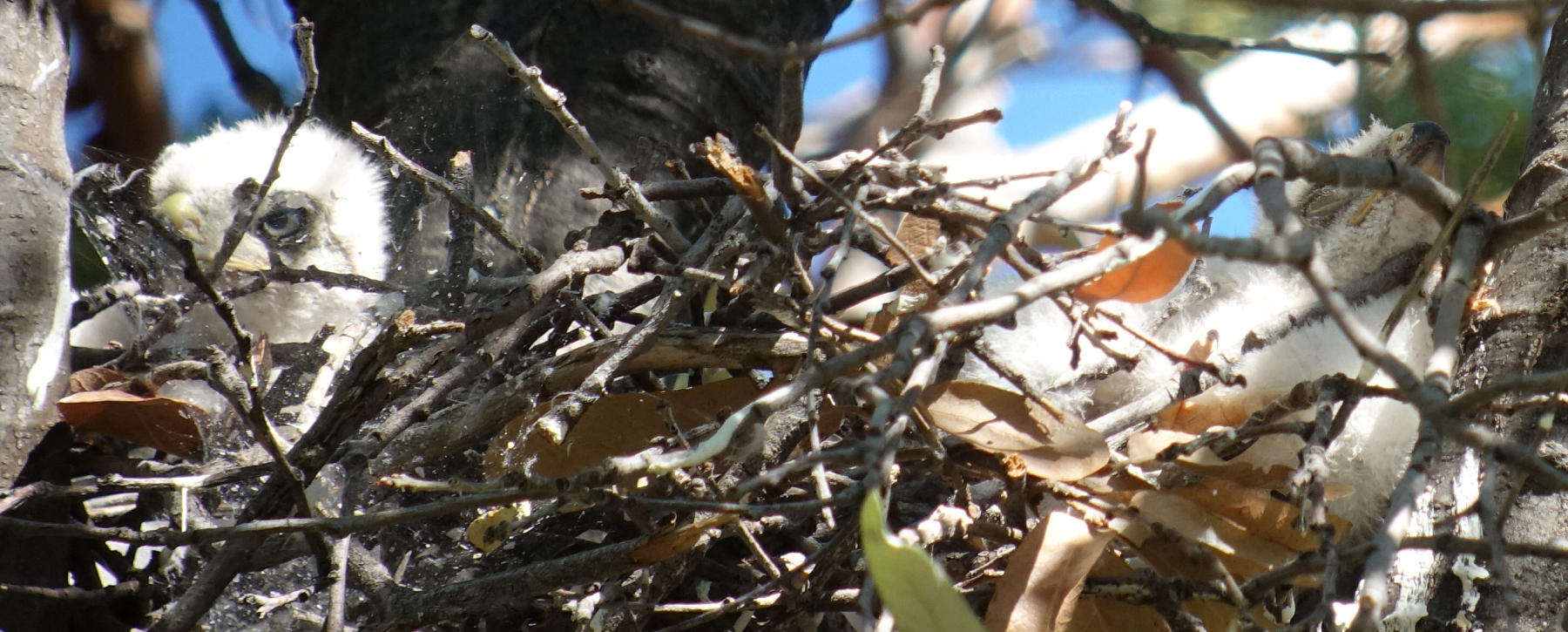 coopers_hawk_2018_07_01_e.jpg