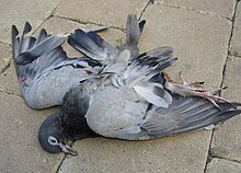 220px-Pigeon_krakow.jpg