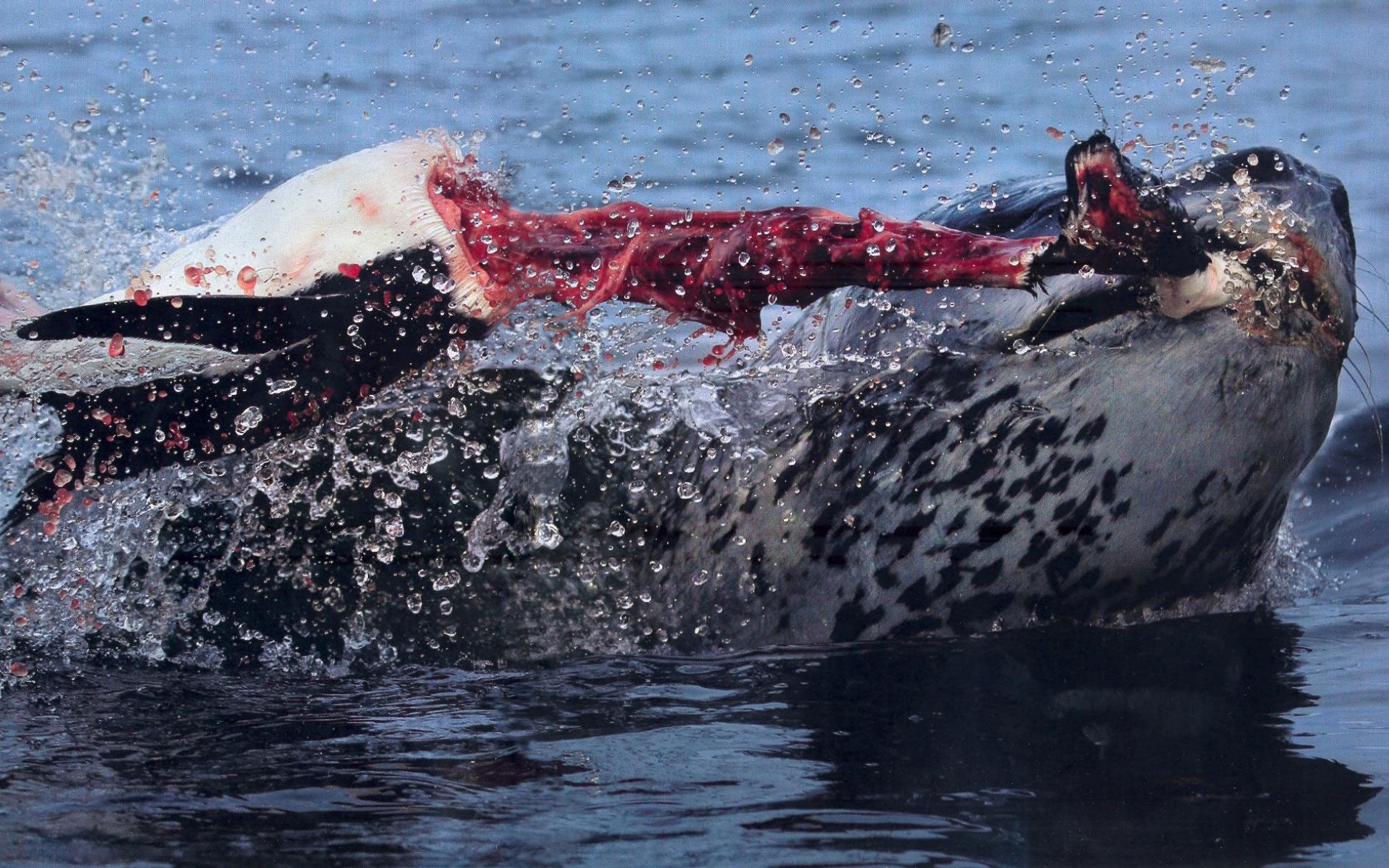 leopard-seal-pulling-the-head-right-off-a-penguin.jpeg