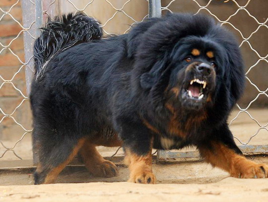 Tibetan+Mastiff.jpg