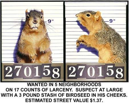 2a4f7b64cca879386b41d1856f123fba--funny-mugs-mug-shots.jpg