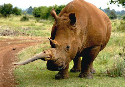 rhinocerous.jpg