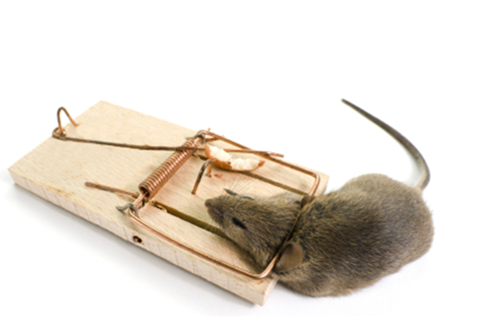 mouse-in-trap.jpg