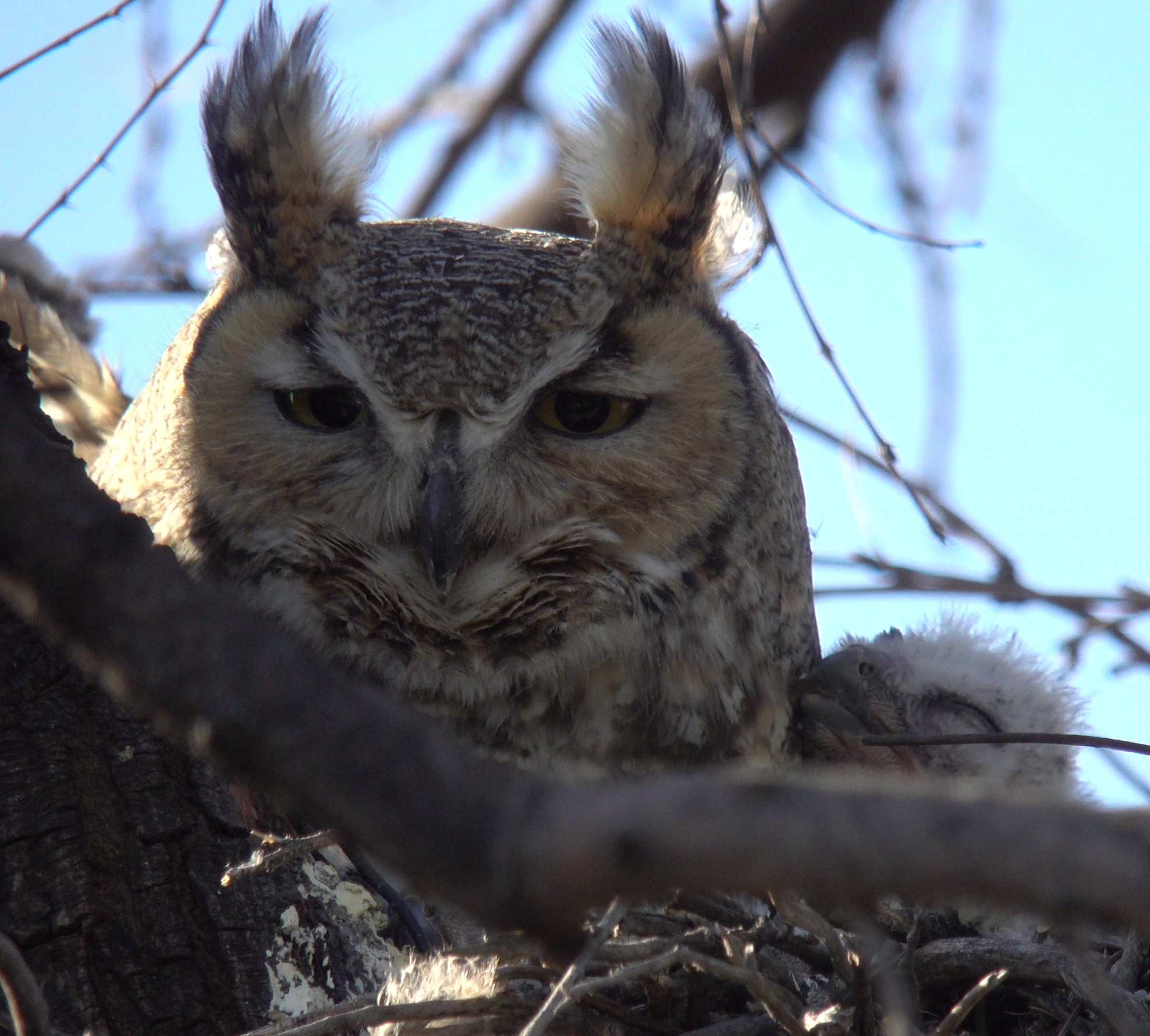 ghowls_2018_04_12.jpg