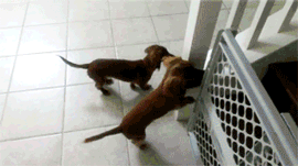1222013034737.gif