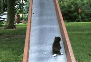 catgifpage74.gif