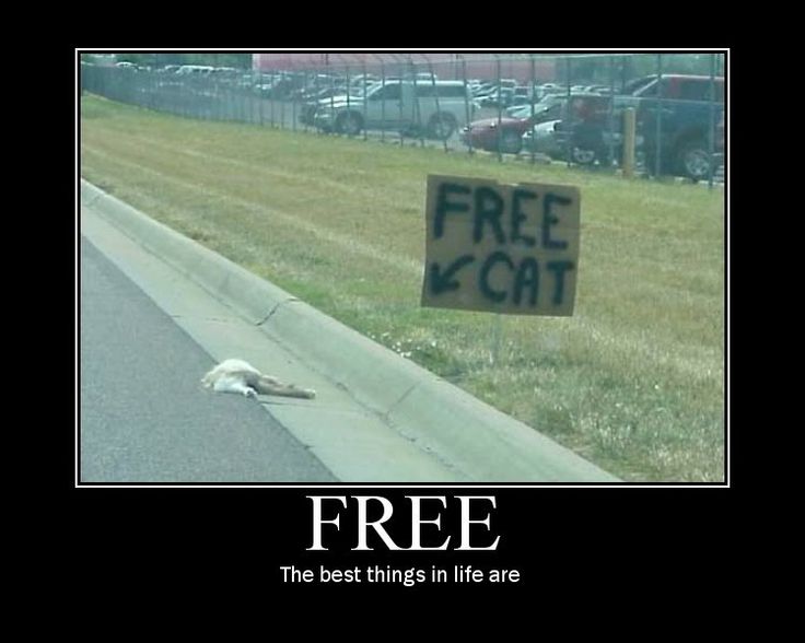 c51ae11022f8efe13439cecf339c5ddb--cats-humor-funny-humor.jpg