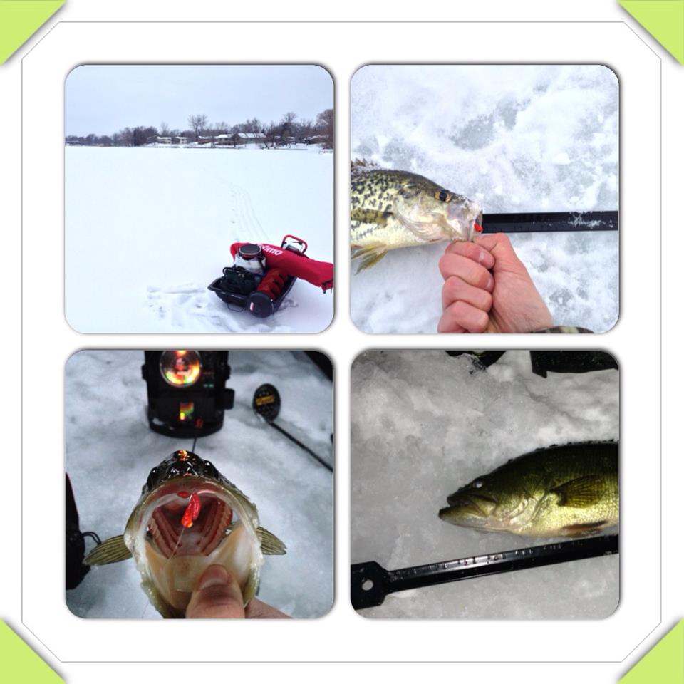 icefish1.jpg