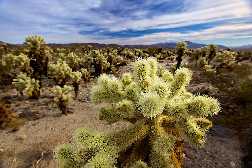 20101130215433_cholla-cactus.jpg
