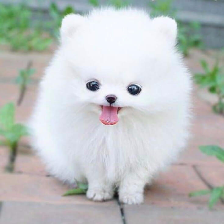 teacup_pom_cute_fluffy.jpg