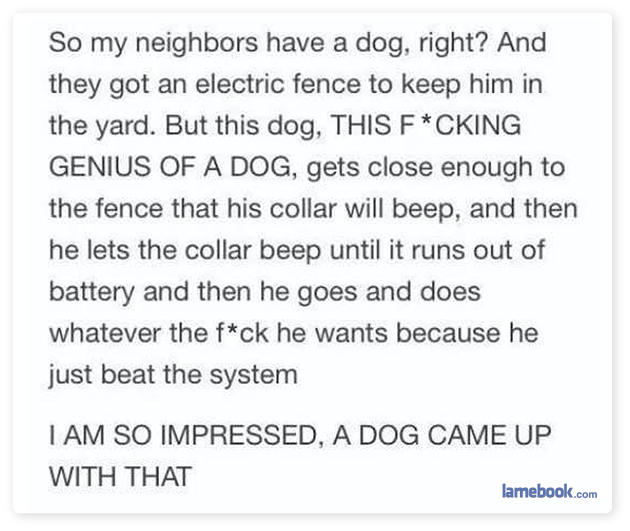 Dog-Genius.png