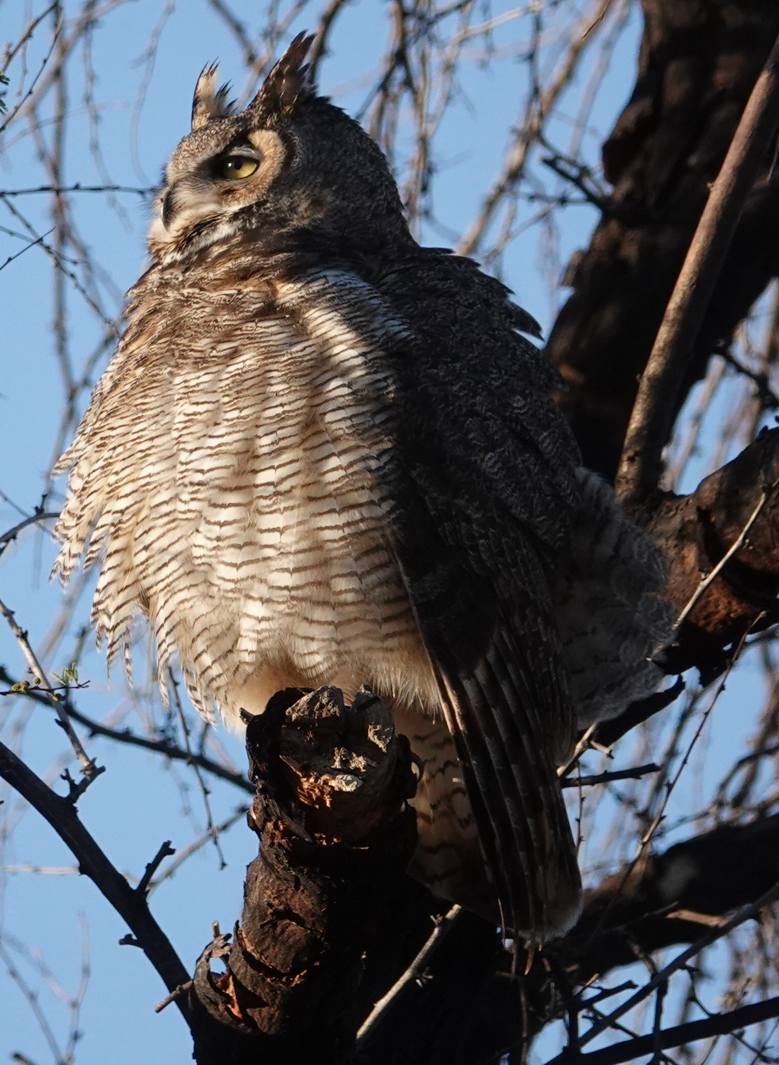 ghowls_2019_03_18c.jpg