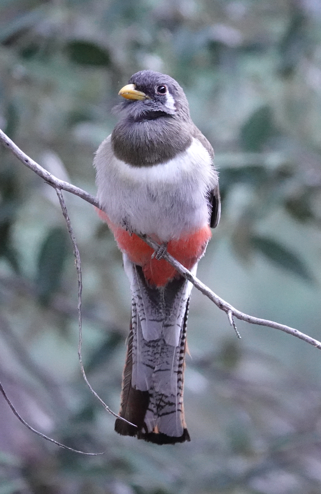 trogon_female_2019_06_08a.jpg