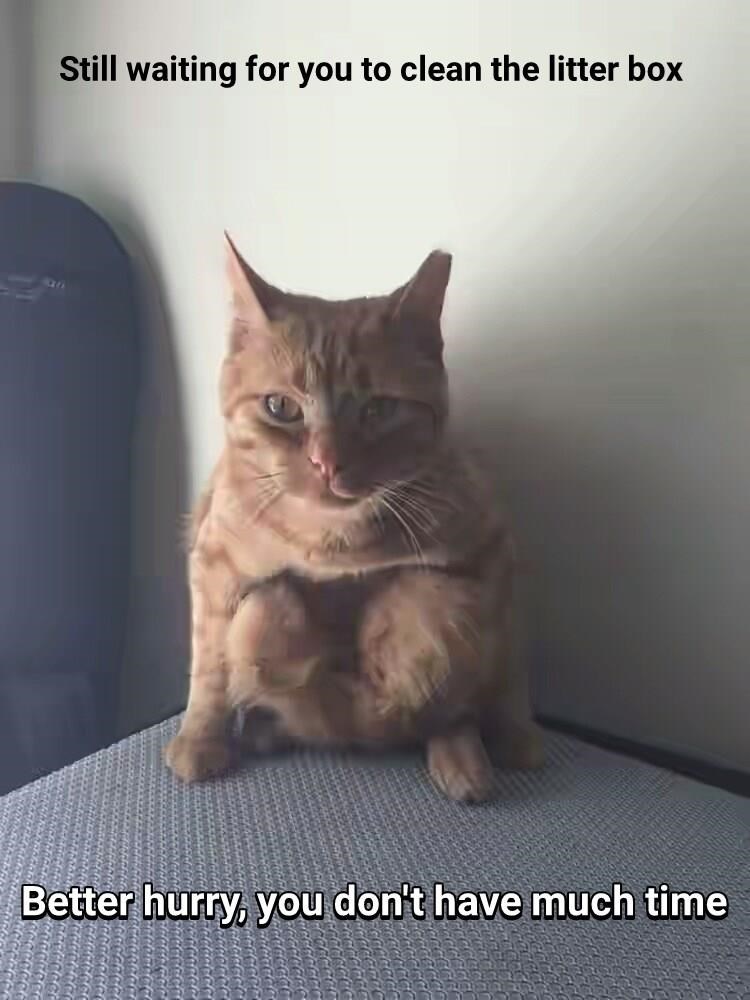 kitteh-is-a-master-motivator