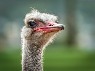 ostrich-head.jpg