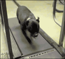 tumblr_mx2kzyuWwZ1qdlh1io1_250.gif