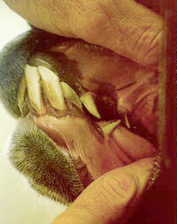 teeth2.jpg