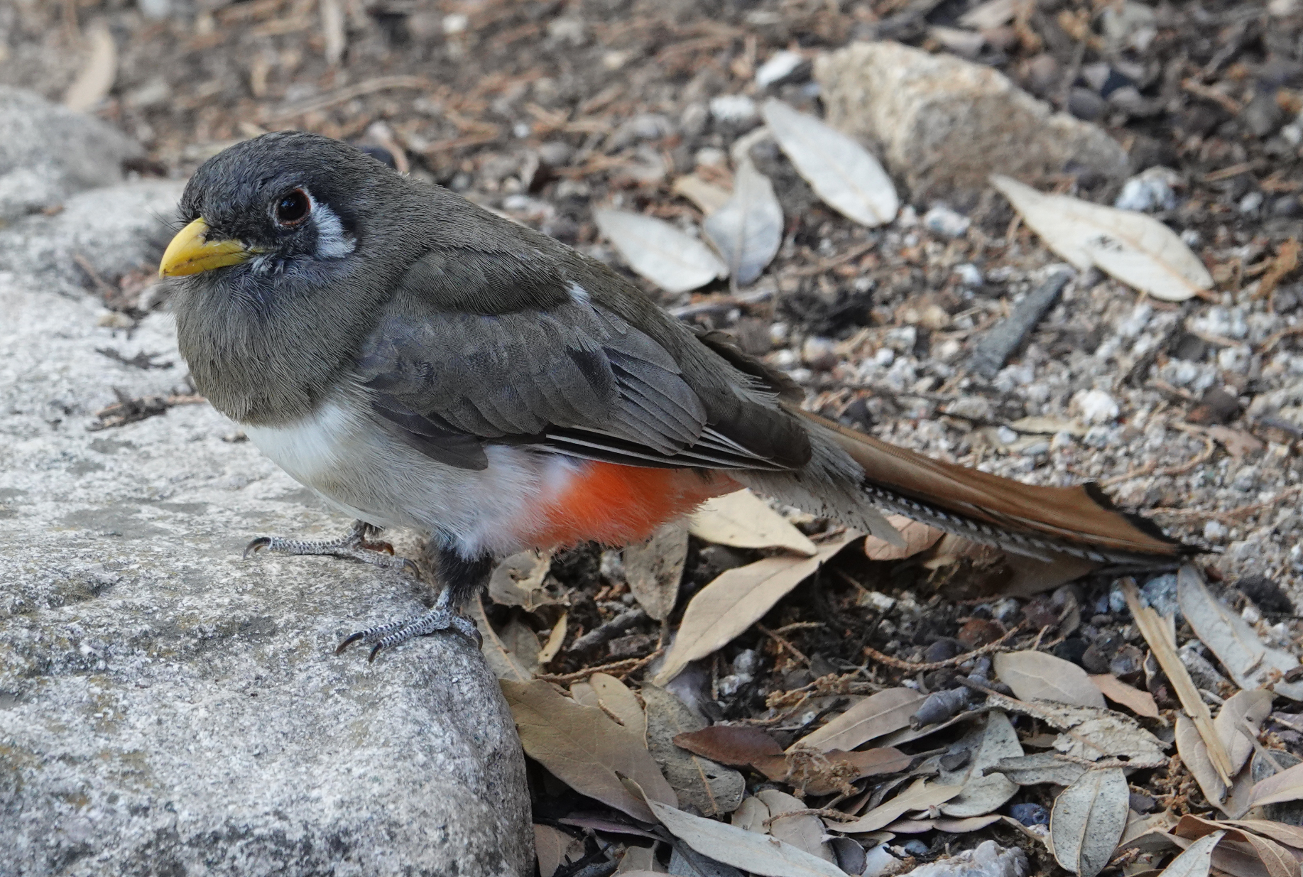 trogon_female_2019_06_08c.jpg