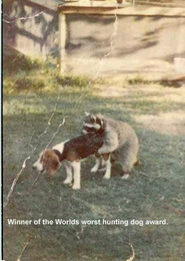 1169509043_137_FT0_worst_hunting_dog.jpg