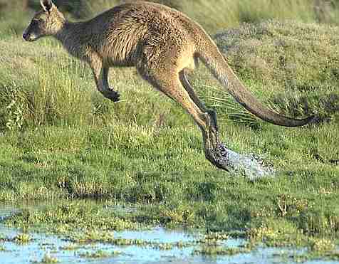 Kangaroo_Tasmanian_jump_in_motion.jpg